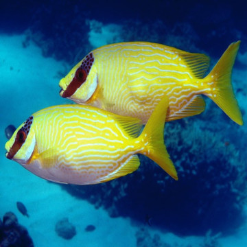 Siganus Puellus : 10 à 12 cm